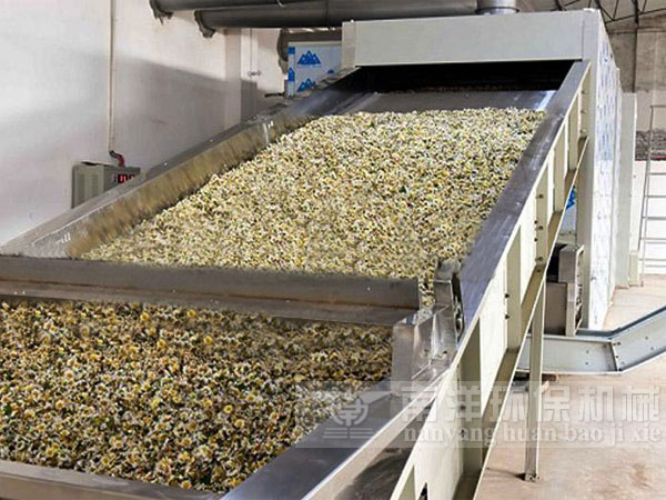 網帶式菊花烘幹機使用現場（chǎng）