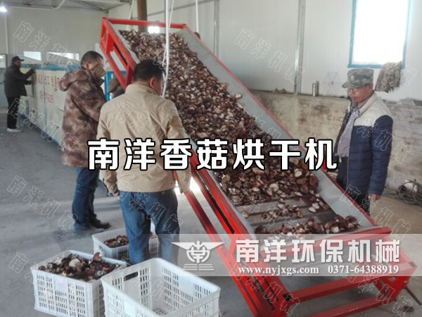 香菇烘幹機現場