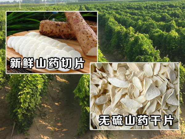 山藥幹片（piàn）效果