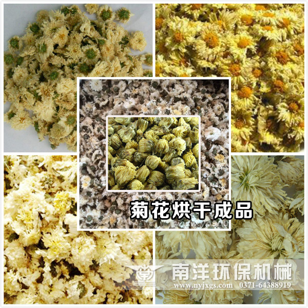菊花烘幹成品效果