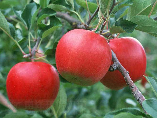 蘋果（guǒ）